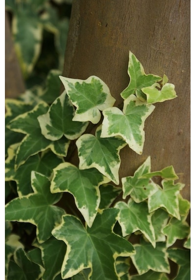 Alacalı Hedera – Orman Sarmaşığı 100 – 150 cm 4 Adet
