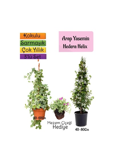 Kokulu Arap Yasemini+hedera Hex Sarmaşık+mezem Çiçeği 3'lü Bahçe Seti