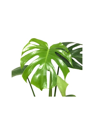 Monstera Deliciosa (Deve Tabanı) Ø14 CM Y35-40 CM