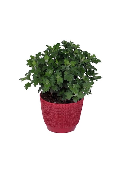 Turuncu Renk 10-20 Cm Kasımpatı