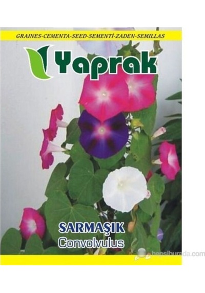 Çiçek Tohumu Sarmaşık