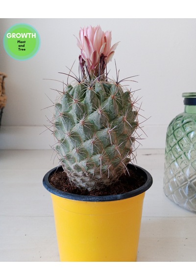 Coryphantha Pseudoechinus Kaktüs 1 Adet