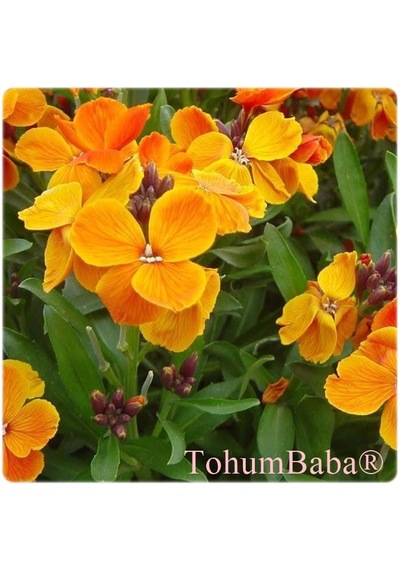 Tohumbaba Sarı Şebboy Çiçeği Tohumu Pakette 20 Adet Tohum
