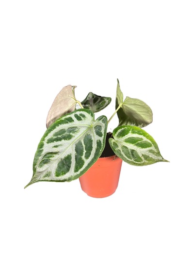 Anthurium 'silver Blush' Ø12 Cm 20-25 Cm