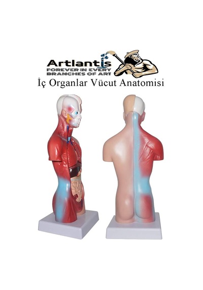 İnsan Organ Maketi 45 Cm 1 Adet İnsan Anatomi Modeli 15 Parça Sök Tak İnsan İç Organları Tıbbi Model Vücut