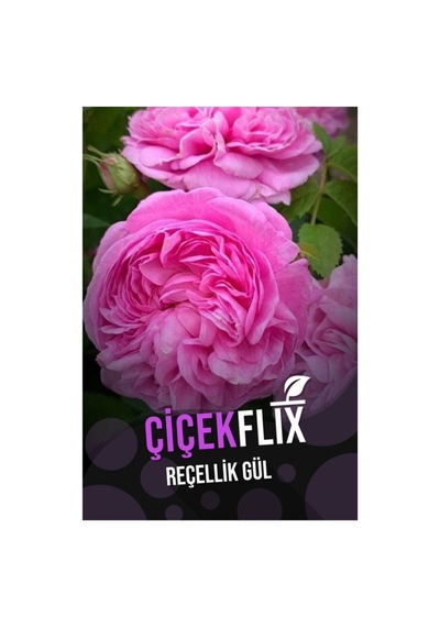 Reçellik Gül Isparta Gülü Kokulu 1 Adet 10-20 Cm