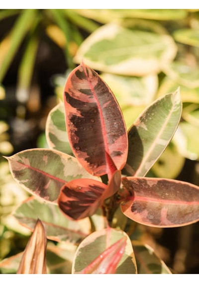 Videolu Alacalı Kauçuk 1 Adet Saksılı 60-80cm Iç Mekan Süs Bitkisi Ficus Elastica Belize