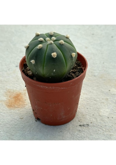 5.5 Lik Saksıda Echinopsis Subdenudata Paskalya Zambağı Kaktüsü