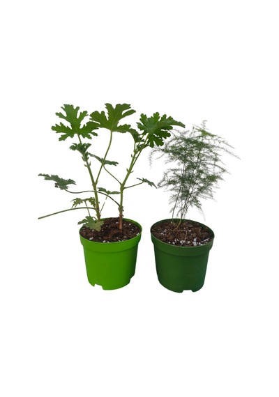 2'li Set Mini Itır+ Mini Tül 5-10 Cm Saksılı İç/ Dış Mekan Bitkileri