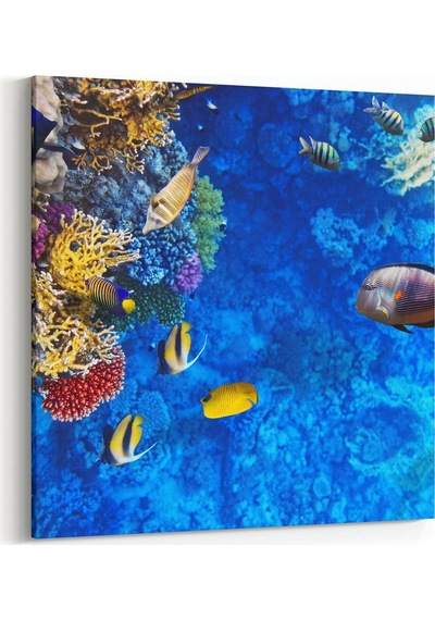 Olla 25x25 Cm 12096k Akvaryum / Balık Görseli Kare Kanvas Tablo