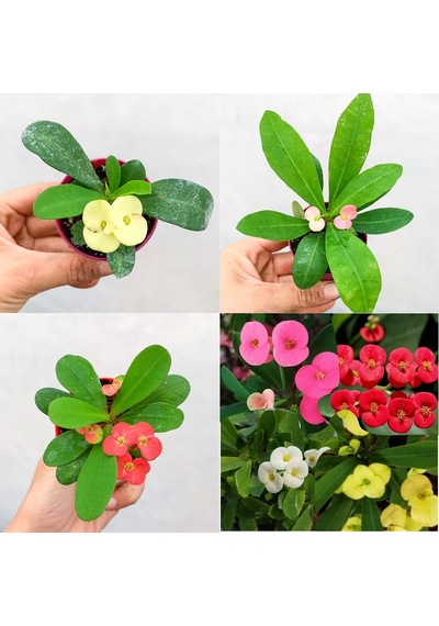 Mini Saksılı Diken Çiçeği Milli Çiçeği Set 3 Adet Sarı Kırmızı Pembe 5cm-15cm