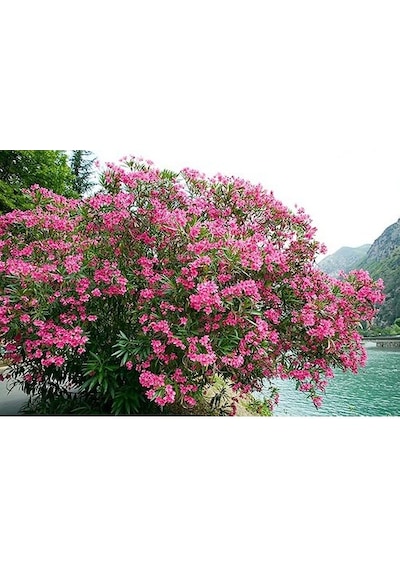 Çalı Zakkum Fidanı 40-60 Cm