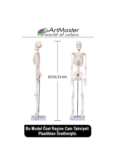 İskelet Sistemi Maketi 85 Cm 1 Adet İnsan İskelet Modeli Haraketli Eğitim İskelet Anatomisi İskelet Sistemi