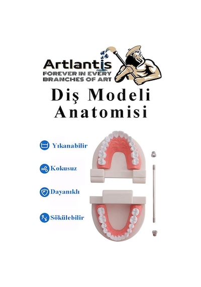 Diş Modeli Anatomisi 1 Paket İnsan Diş Çene Modeli Eğitci Fen Biyoloji Deney Maketi Diş Maketi