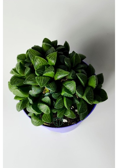 Haworthia Retusa Canlı Sukulent Ev Bitkisi 8.5 Cm Saksıda
