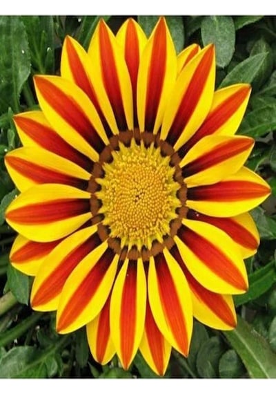 Turuncu Gazanya 5 15 Cm 10 Adet Saksılı/ Tüplü Çiçekli Bodur Bitki Gazania Diğer