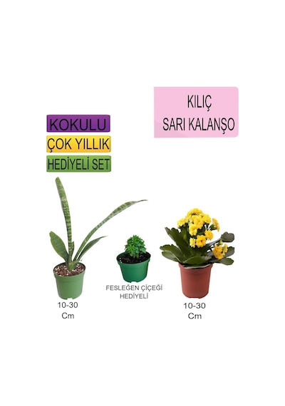 3'lü Set Tek Dikim Kılıç+sarı Kalanşo+hediyelik Fesleğen Çiçeği