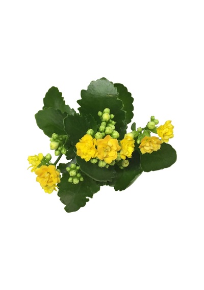 Kalanchoe Calandiva 'Yellow' (Kalanşo Çiçeği) Ø10,5 CM Y15-20 CM