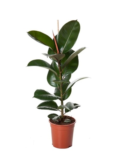 Salon Çiçek Seti Yeşil Benjamin 40-60cm -kauçuk 50-60cm -alacalı Benjamin Çiçeği 40-50cm