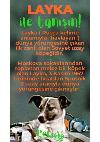 Petjoo 22.Layka Yeşil-Turuncu Qr'lı Köpek Künyesi