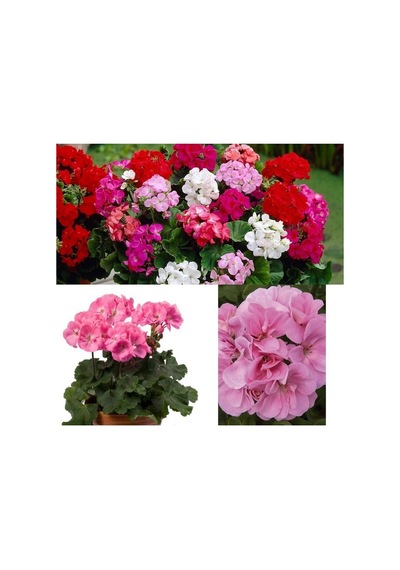 Açık Pembe Sardunya Çiçeği 30-40 Cm Saksılı Çiçekli Bodur Bitkiler Geranium