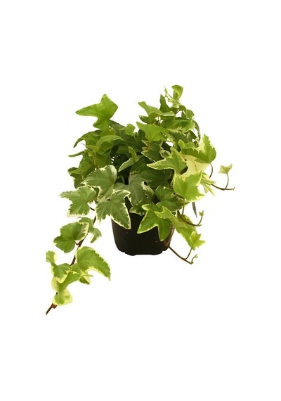 Beyaz Alacalı Hedera Helix Sarmaşığı 1adet Saksılı 20-40cm +yeşim Para Çiçeği