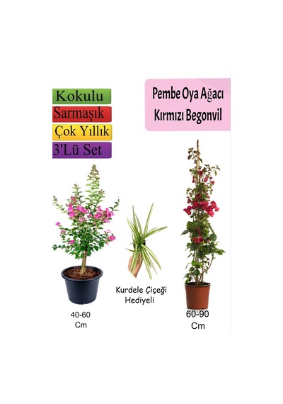 Pembe Oya Ağacı+ Kırmızı Begonvil+ Kurdele Çiçeği Hediyeli