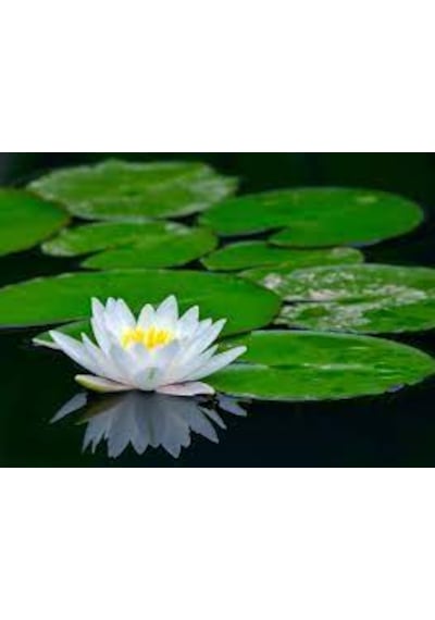 5 Adet Tohum Nadir Beyaz Su Lotus Çiçeği Tohumu Kaliteli Organik