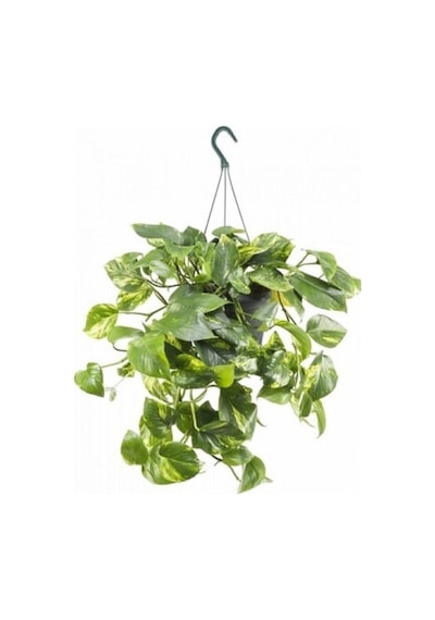 Epipremnum Pothos Sarmaşığı Askılı Pothos Oda Temizleyici Bitki Ev Bitkisi Salon Bitkisi