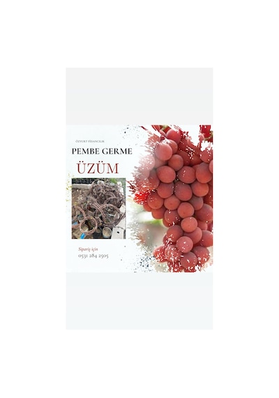 Tüplü Pembe Germe Üzüm Fidanı 4 Yaş 5-7