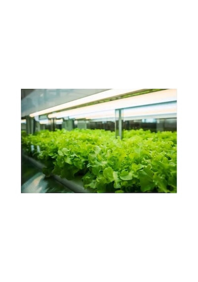 Bitki Led Aydınlatma, Sera, Hidroponik Bitki Aydınlatma, Sera Led Aydınlatma - B-85