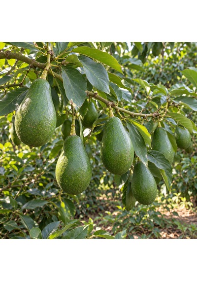 Avokado 10 Kg Anamur