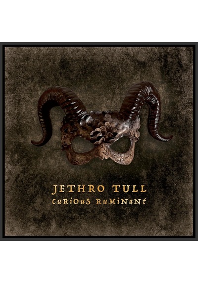 Jethro Tull - Curious Ruminant / Plak