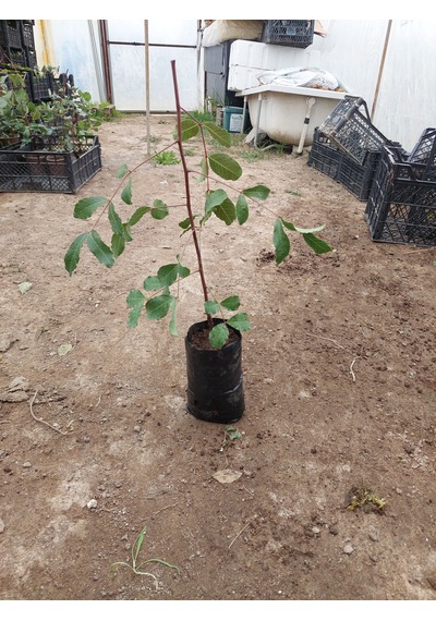 Aşısız Keçi Boynuzu Fidanı 40 Cm 4 Adet