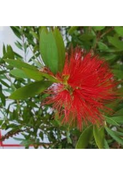 Fırça Çalısı Callistemon Leavis