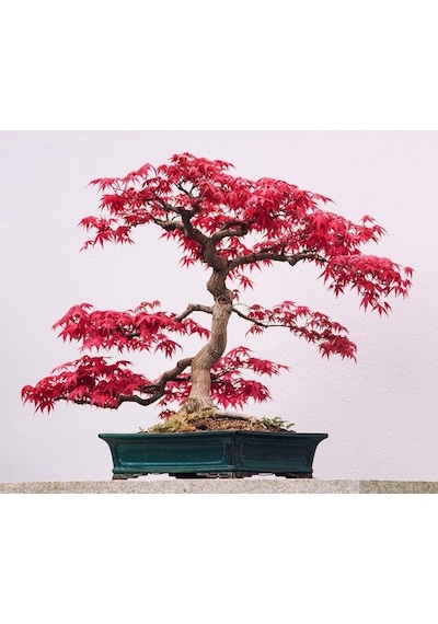 Kırmızı Japon Akçaağacı Tohumu 50 Adet Acer Palmatum