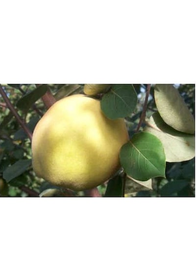 Ekmek -Tatlı- Ayva Fidanı Aşılı- 2 Yaş Tüplü 100 Cm