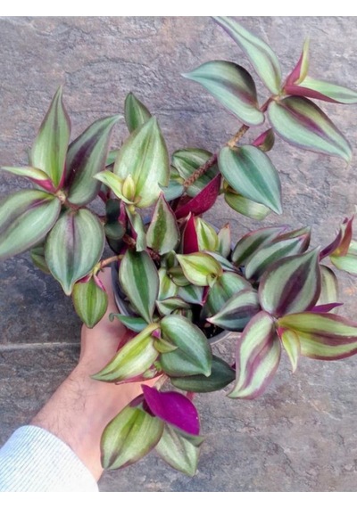 Tradescantia Zebrina Telgraf Çiçeği 1 Adet Saksılı Salon Çiçeği 20-40cm