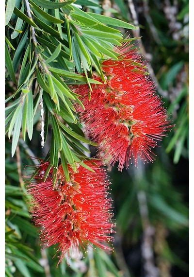 Fırça Çalısı Callistemon (15~20 cm)
