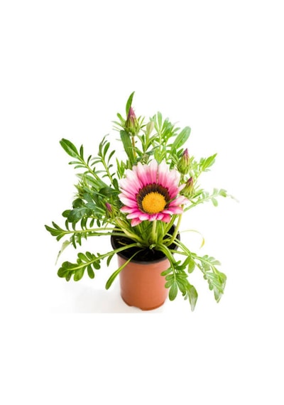 Sarı+kırmızı+pembe+turuncu Gazanya Çiçeği 4 Adet Saksılı 10-20cm Balkon Çiçeği