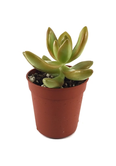 Sedum Adolphi (Sukulent) Ø5,5 CM Y0-10 CM