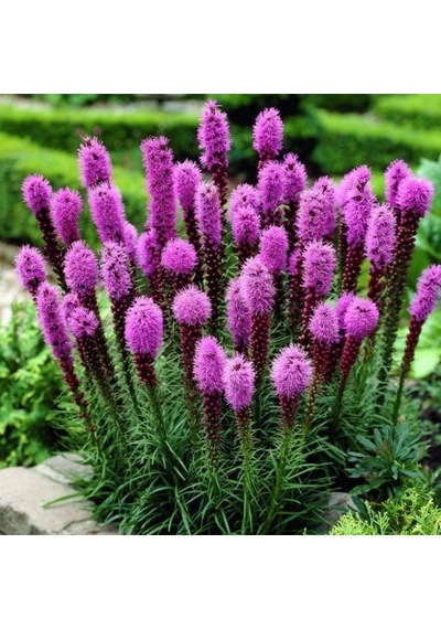 Purple Rose Liatris Çiçeği Tohumu 40 Tohum N111254