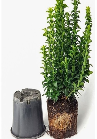 Videolu Yeşil Çıtır Taflan Çiçeği Fidanı 1 Adet Saksılı 20-40 Cm Çit Bitkisi Prunus Laurocerasus