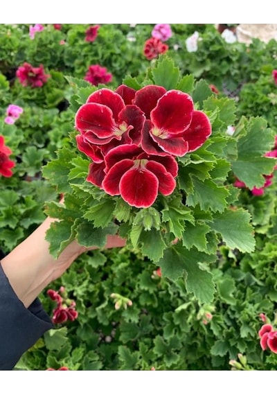 Ceylan Gözü Sardunya Fidanı Koyu Kırmızı 10-20 Cm