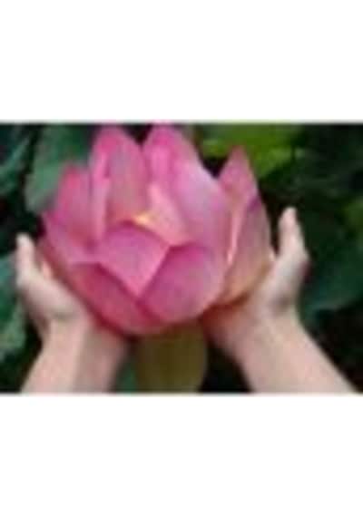Nadir Ithal Lotus Tohumu 15 Tohum Lotus Çiçeği Tohumu Nilüfer Tohumu Su Zambağı Tohumu Zambak Tohumu