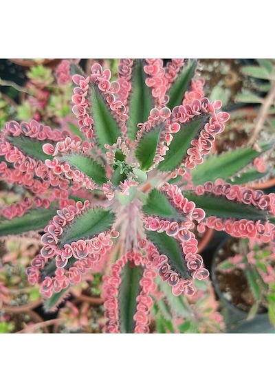 Pembe Aşkın Gözyaşı Çıcegi 5.5 Cm Saksıda 5-15cm Degişen Boyutta