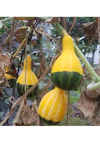 Nadir Sarı Yeşil Kabak Tohumu Süs Kabağı 3 Tohum +