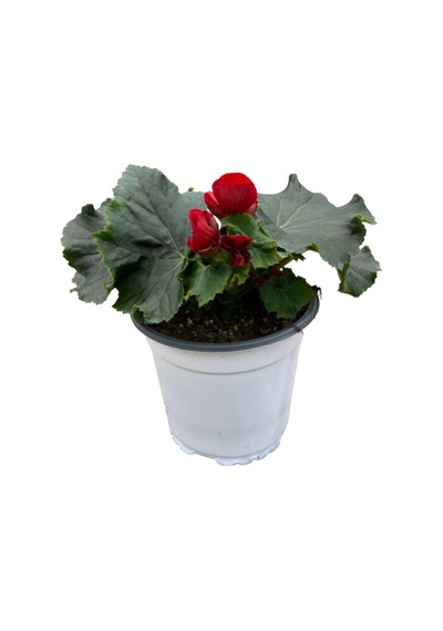 Begonia Elatior 'red' Katmerli Begonya