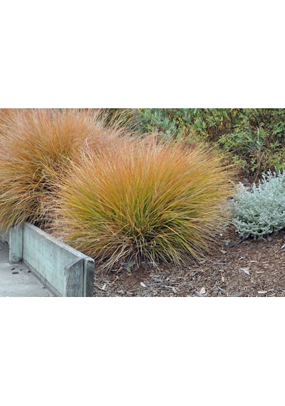 Carex Testacea 5'li Set - Otsu Yer Örtücü Bitki