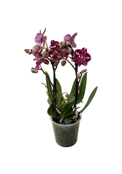 Phalaenopsis 'Purple Selina' (Mor Orkide) Ø12 CM Y45-50 CM